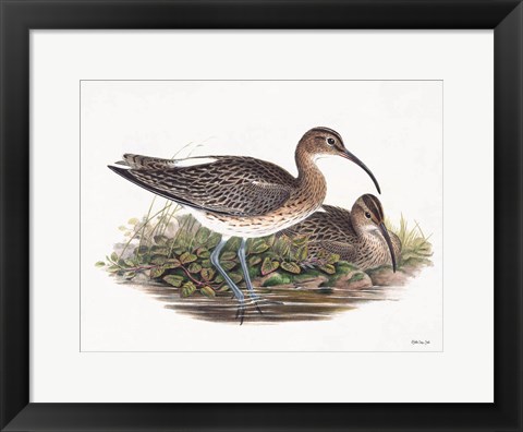 Framed Goulds Coastal Bird III Print