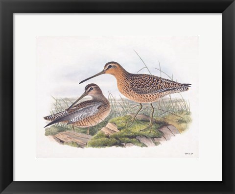 Framed Goulds Coastal Bird VIII Print