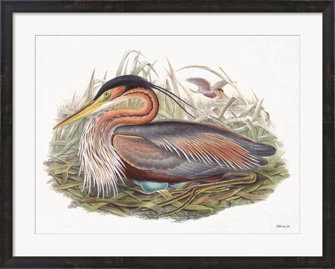 Framed Goulds Coastal Bird II Print