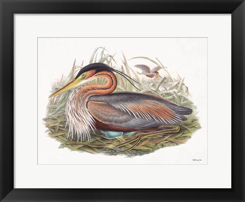 Framed Goulds Coastal Bird II Print