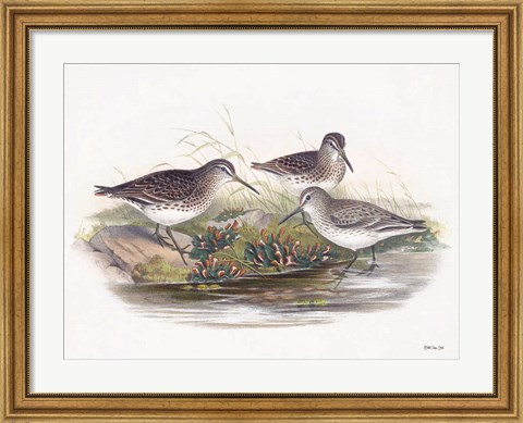 Framed Goulds Coastal Bird IX Print