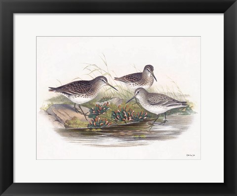 Framed Goulds Coastal Bird IX Print