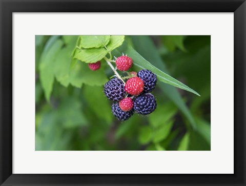 Framed Black Raspberries Print