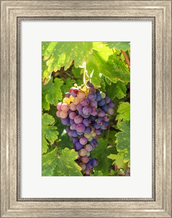 Framed Santa Barbara Grapes Print