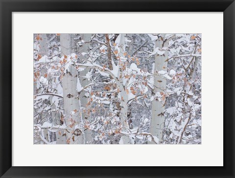 Framed Winter Aspens Closeup Print