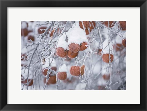 Framed Orchard in Winter Print