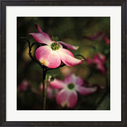 Framed Pink Dogwood II Print