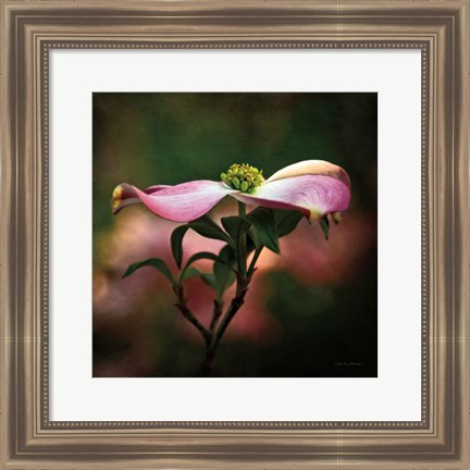 Framed Pink Dogwood I Print