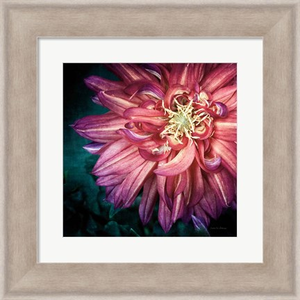 Framed Dahlia II Print