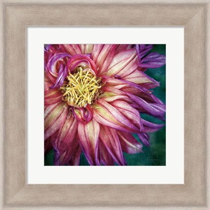 Framed Dahlia I Print