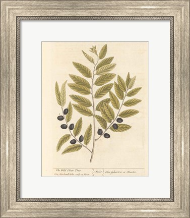 Framed Olive Branch I Print