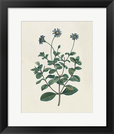 Framed Victorian Garden Flowers IV Print