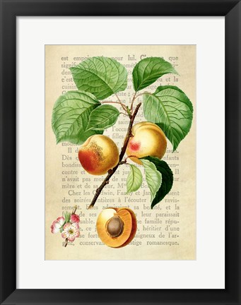 Framed Apricot, After Redoute Print