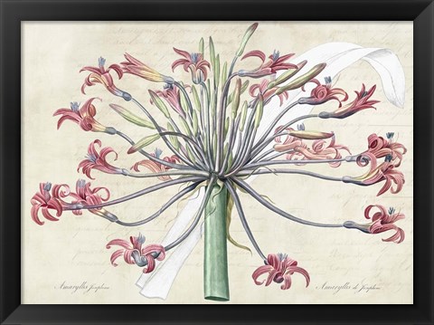 Framed Josephine&#39;s Lily, After Redoute Print