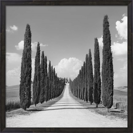 Framed Cypress alley, San Quirico d&#39;Orcia, Tuscany (detail) Print