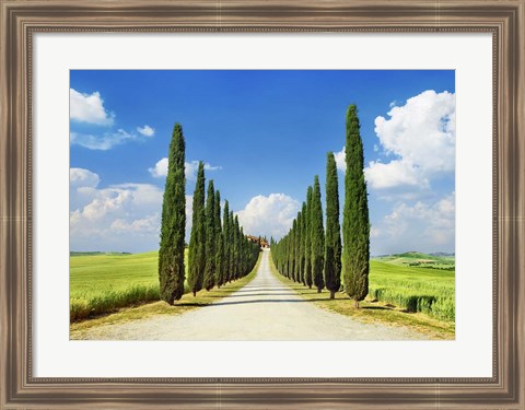 Framed Cypress alley, San Quirico d&#39;Orcia, Tuscany Print