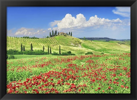 Framed Farmhouse with Cypresses and Poppies, Val d&#39;Orcia, Tuscany Print