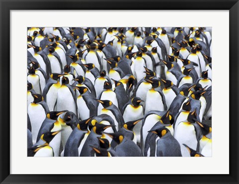 Framed King penguin colony, Antarctica Print