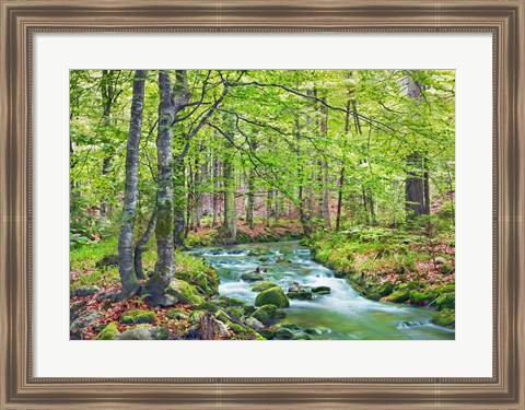 Framed Forest brook through beech forest, Bavaria, Germany Print