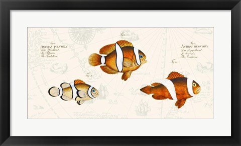 Framed Tropical fish I, After Bloch Print