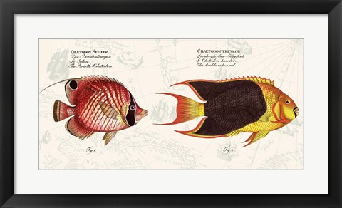 Framed Tropical fish III,  After Bloch Print