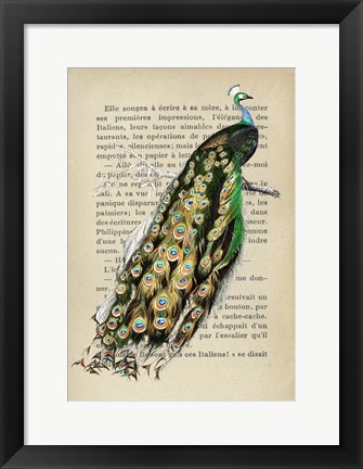 Framed Indian peafowl, After D&#39;Orbigny Print