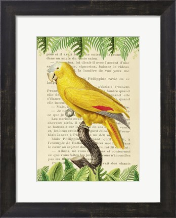 Framed Blue-Fronted Parrot, After Levaillant Print