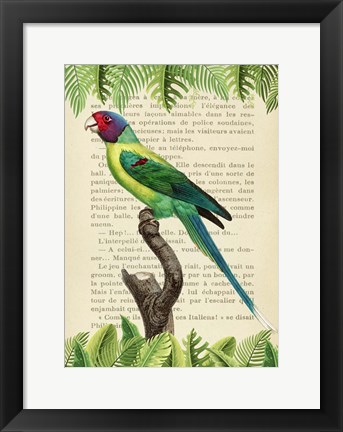 Framed Plum-Headed Parakeet, After Levaillant Print