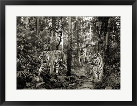 Framed Bengal Tigers (BW) Print