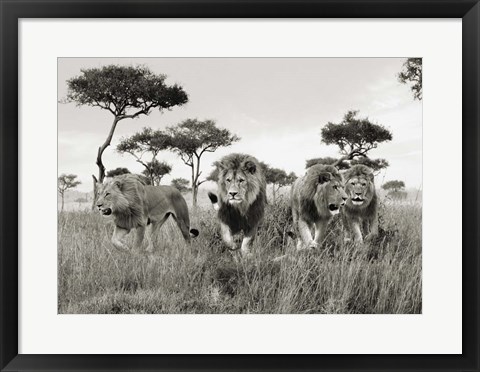 Framed Brothers, Masai Mara, Kenya Print