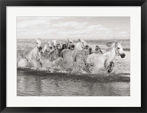 Framed Herd of Horses, Camargue Print