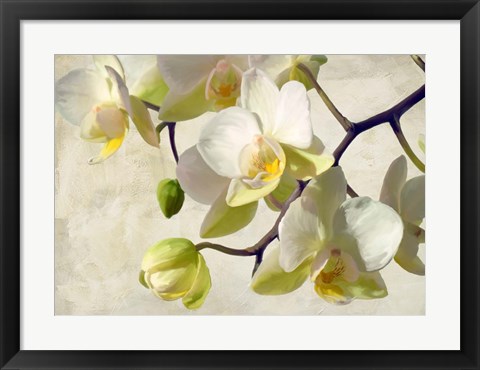 Framed Orchid in the Sun Print