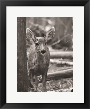 Framed Rocky Mountains Deer Print