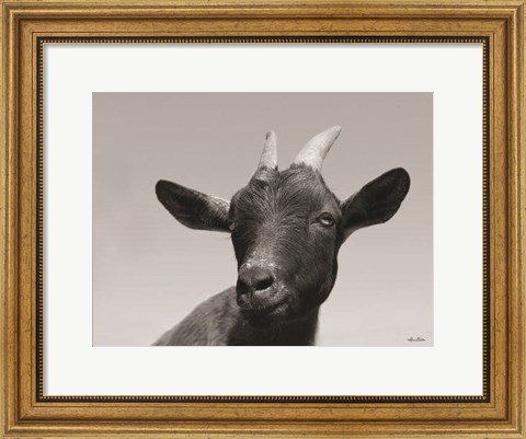 Framed Lake Tobias Goat I Print