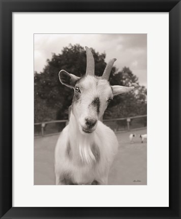 Framed Lake Tobias Goat II Print