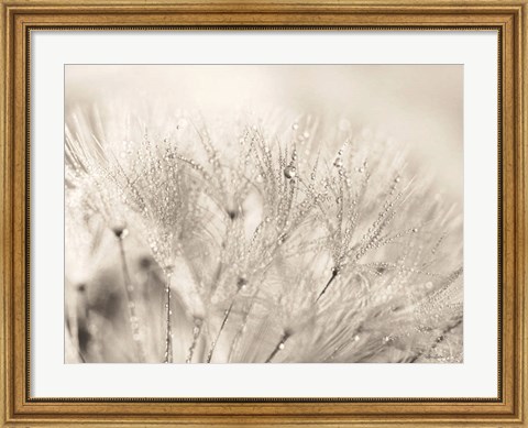 Framed Dandelion Jewels II Print