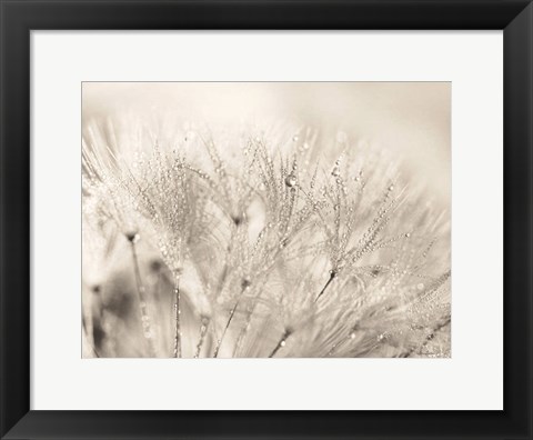 Framed Dandelion Jewels II Print