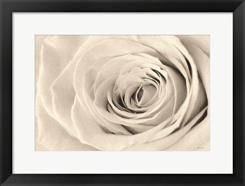 Framed Cream Rose Print