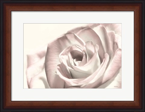 Framed Blush Rose I Print