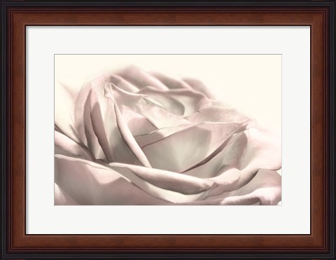 Framed Blush Rose II Print