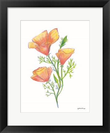 Framed California Poppies Print