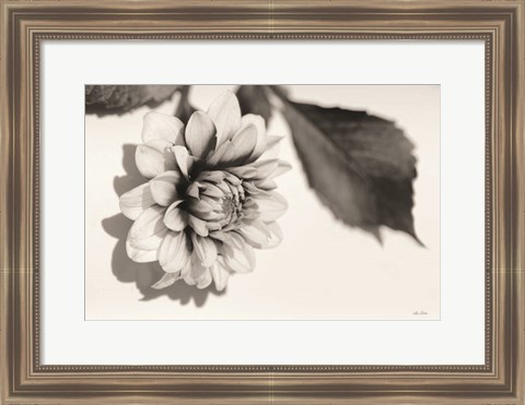 Framed White Dahlia I Print