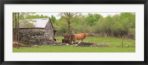 Framed Country Cows Print