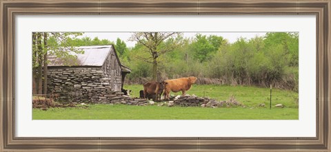 Framed Country Cows Print