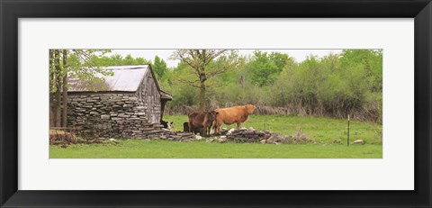 Framed Country Cows Print