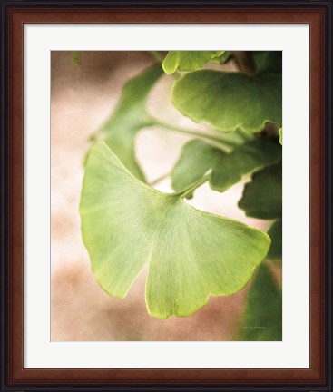 Framed Sprouting Ginkgo III Print