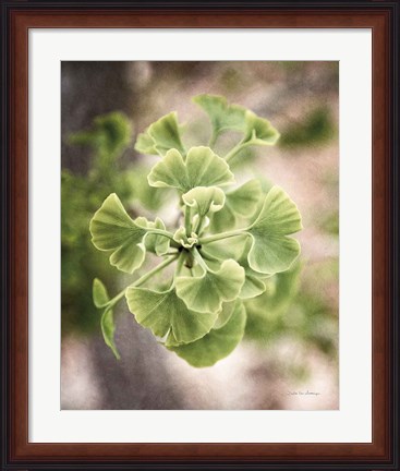 Framed Sprouting Ginkgo II Print