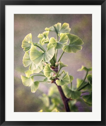 Framed Sprouting Ginkgo I Print