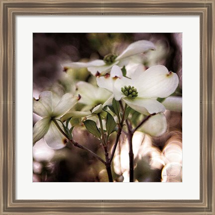 Framed White Dogwood II Print