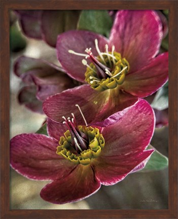 Framed Lenton Rose V Print